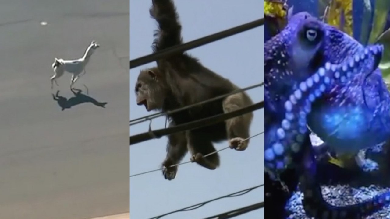 From Inky to the llamas, a look at famous animal escapes