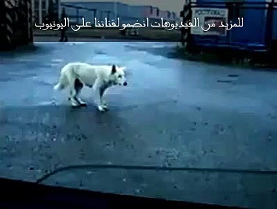 الرقص مع الكلاب