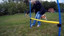 Entraînement d'agility - 12 Octobre 2014