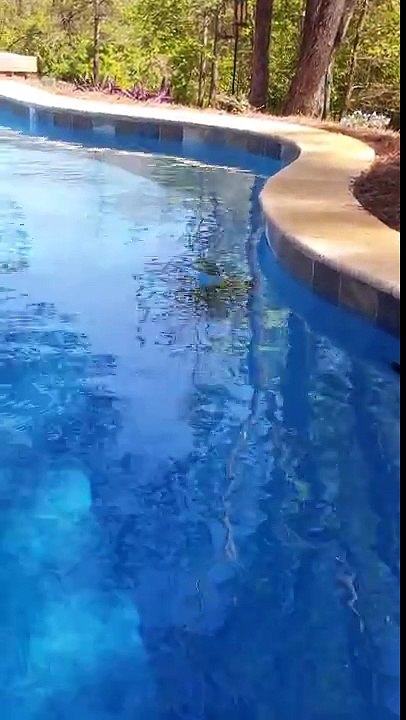 Dolphin Nautilus Plus Pool Cleaner vacuum