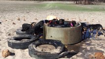 Thirsty Pups Enjoy Water / Run Dogs Run To The Watering Hole