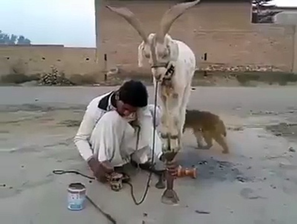 الماعز وتوازنه العجيب