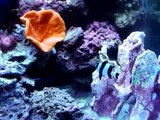 90 gallon mixed reef tank Aquarium