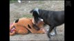 Big dog gets beat up by small dog!!!(playfully)