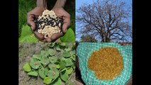 Medicinal Rice B4 Formulations for Lomatogonium Toxicity: Pankaj Oudhia's Medicinal Plant Database