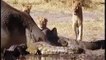 Lion attack Crocodiles   Crocodile kills Lion,Eat Lion vs crocodile 2016