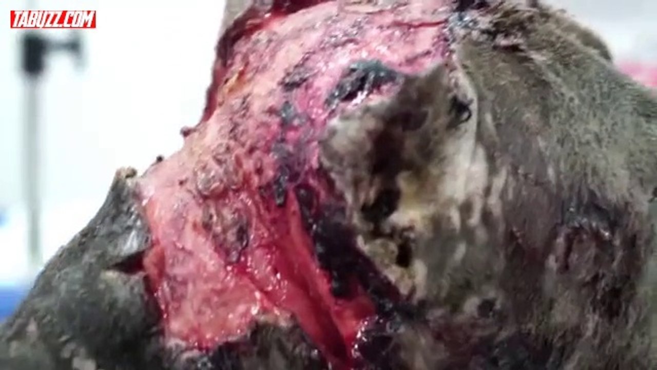 Cette femelle pitbull a refusé de se battre dans le combat de chiens, elle a payé le prix fort!