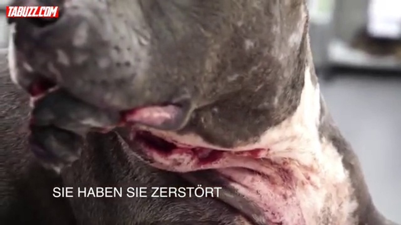 Cette femelle pitbull a refusé de se battre dans le combat de chiens, elle a payé le prix fort!