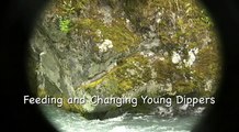 Feeding and Changing Young Dippers