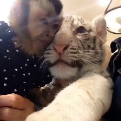 Monkey and White Tiger Cub Selfie