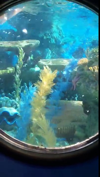 Finding Nemo Ride-Through