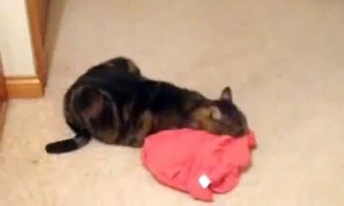 My cat is addicted to that shirt