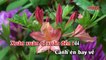 Liên Khúc Mùa Xuân Ơi - Ngày Tết Quê Em (Karaoke HD) - Quang Dũng (Music)