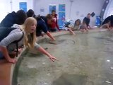 Attack Of The Stingrays