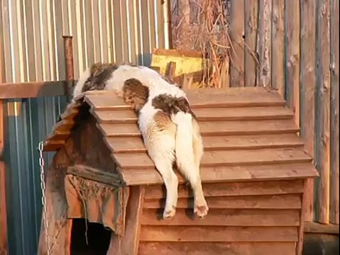 После ночной смены. Смешные приколы собаки