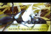 Bán bọ cánh cứng giá rẻ