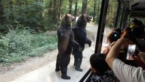 bear so cute must watch