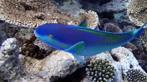 Snorkeling in the Maldives Underwater Footage 1080P