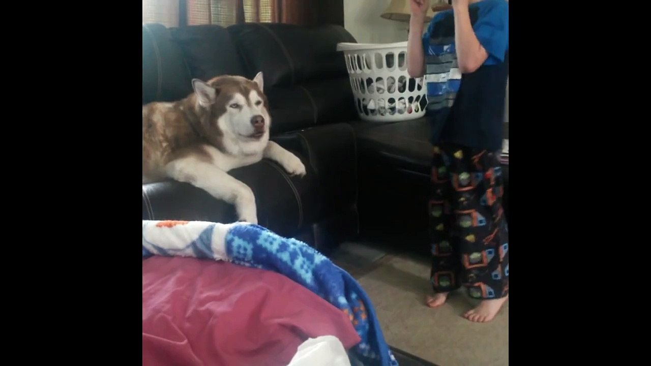 Siberian Husky Hilarious singing dogs, huskies howling, dog sings to harmonica