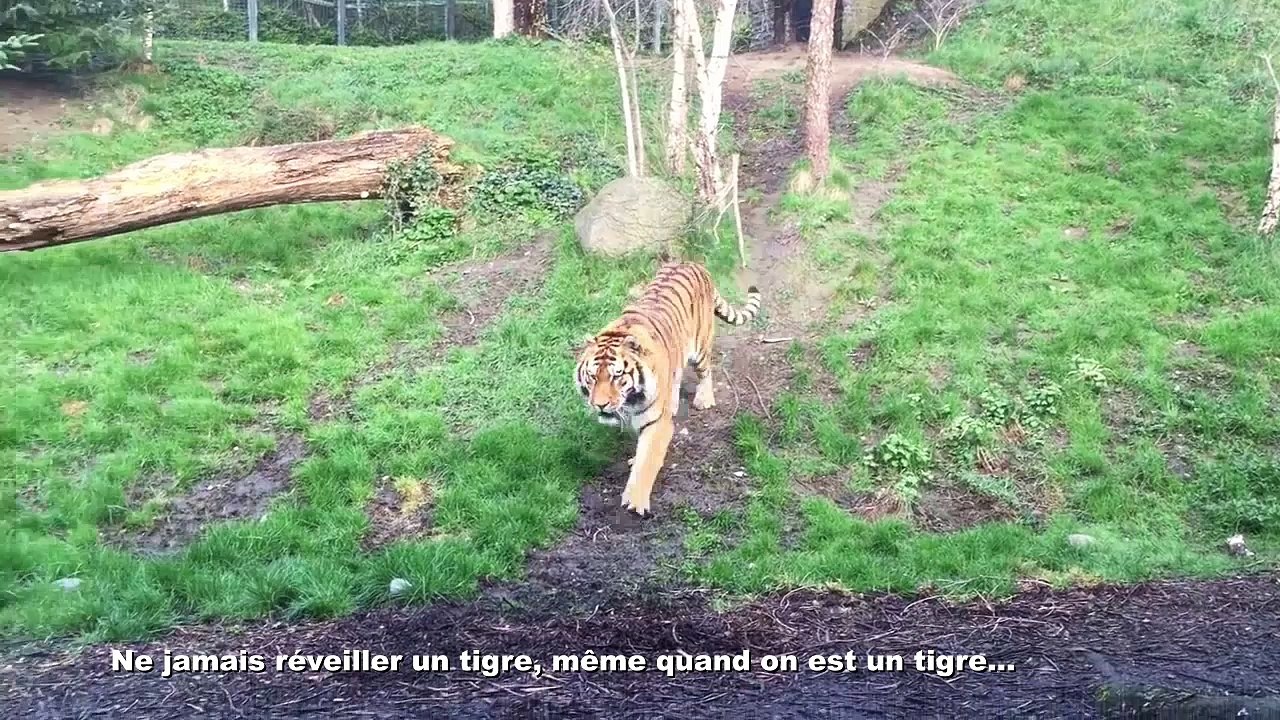 Ne jamais réveiller un tigre, même quand on est un tigre..