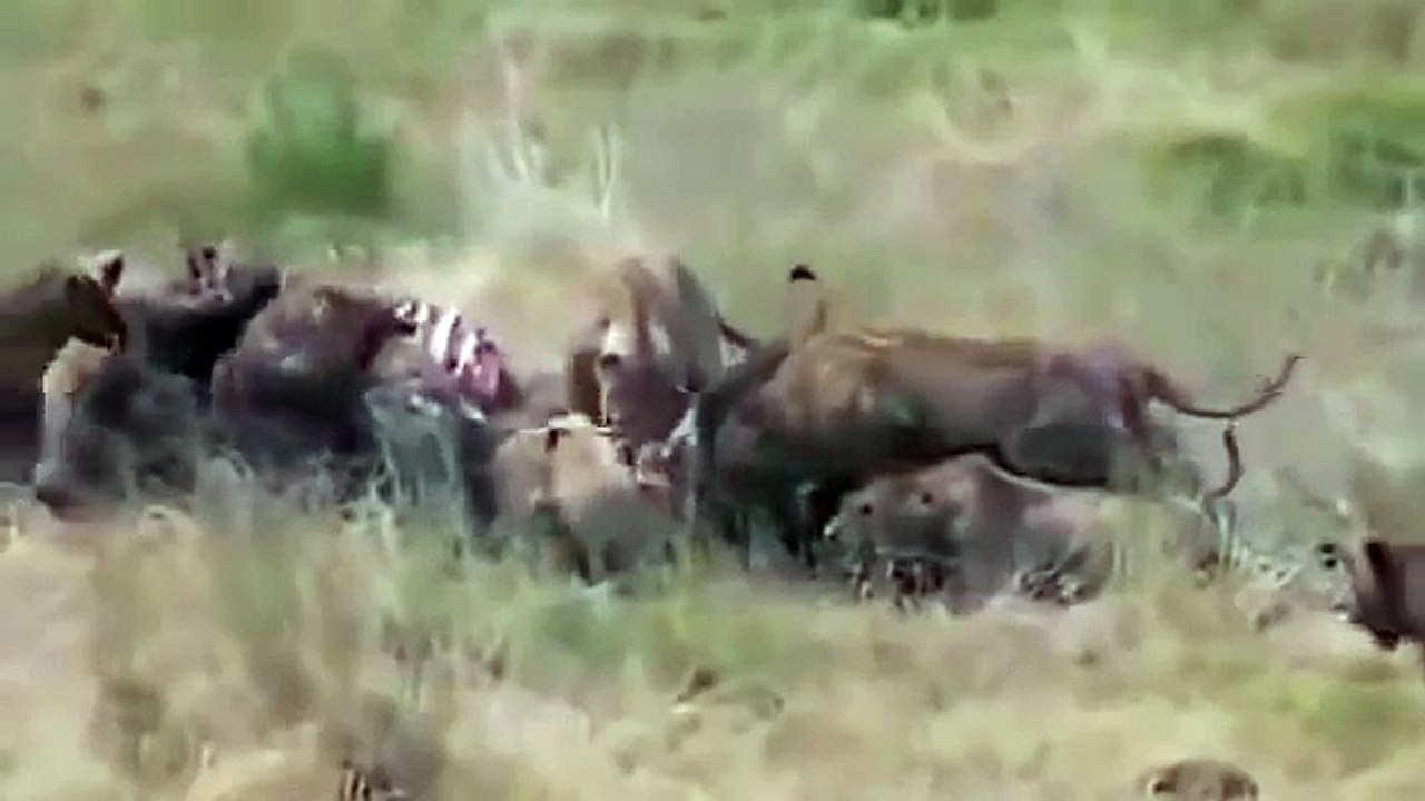 Lion vs Hyena Real Fight for Food and Dominance