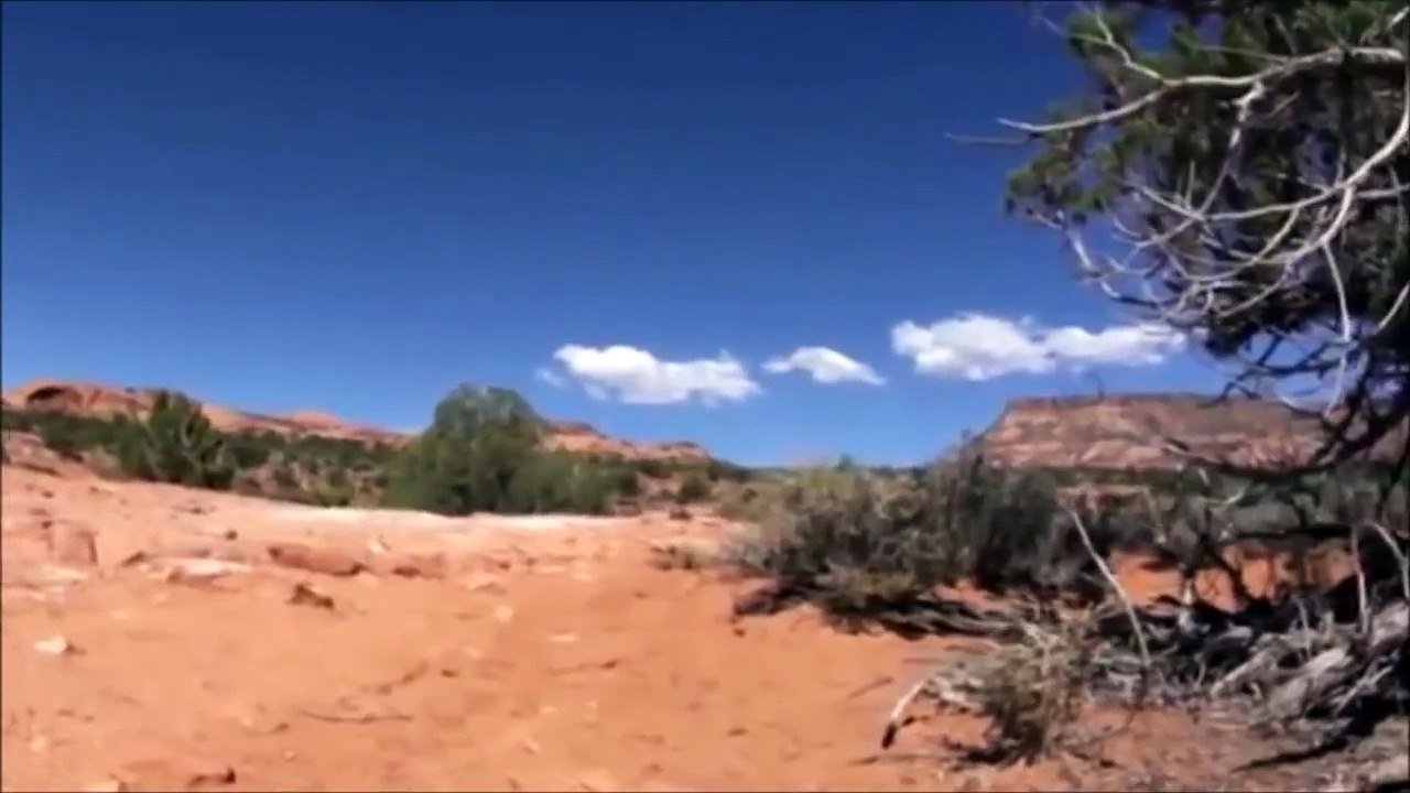 Lion vs Python vs Alligator Lion vs Python Real Fight