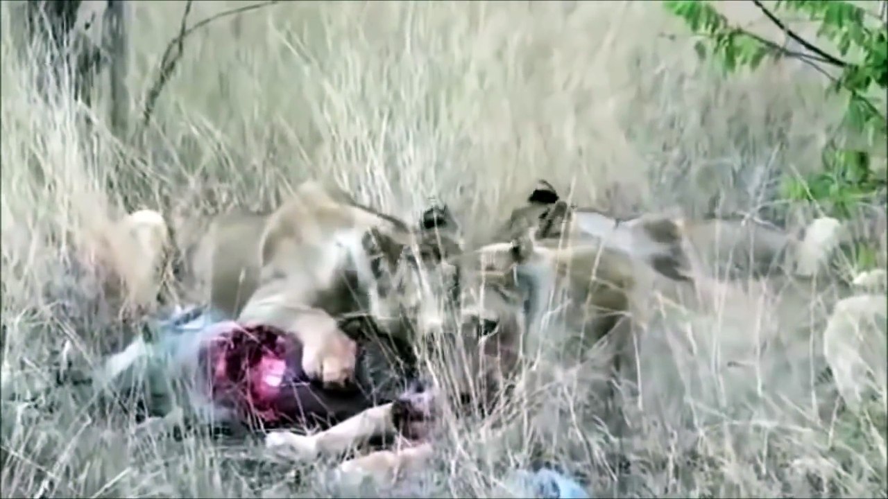Lion vs Warthog Struggle to Death Lion Attacks and Eats Warthog Alive Viewer Discretion Advised