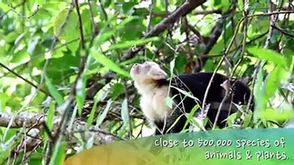Costa Rica Wild Life Amazing video-HD