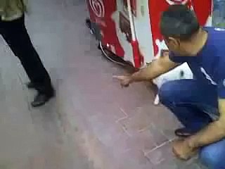 Çılgın Kedi Rottweiler'e Saldırdı