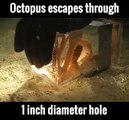 Octopus escapes through 1 inch diameter hole