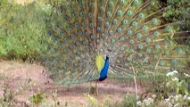 Displaying Peacock