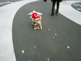 Skateboarding Dog Shows Off.