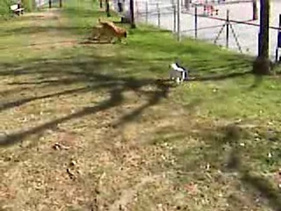 Sortie des chiens