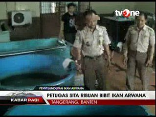 Ribuan Bibit Ikan Arwana Diselundupkan dari Pekanbaru