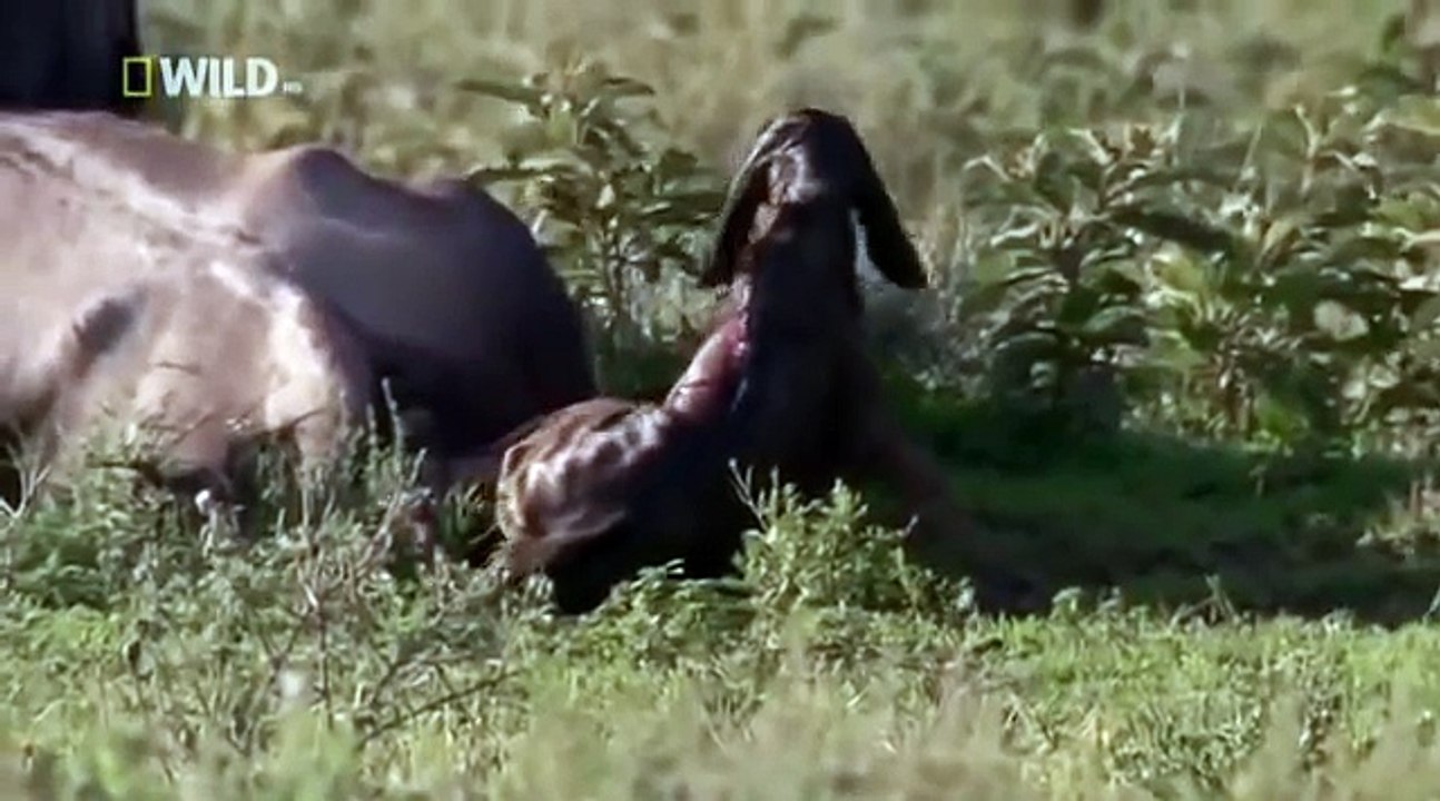 Animal Attack Lion hunting Birth baby cow