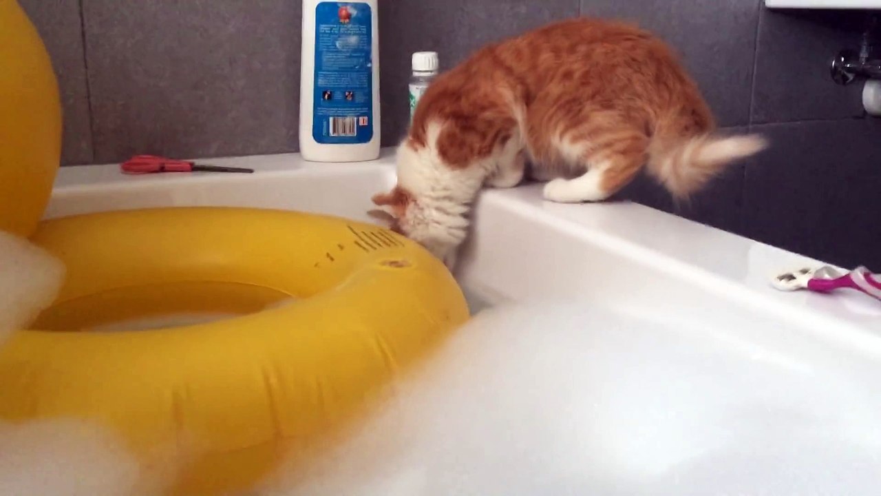 Chat courageux ou inconscient? Petit plongeon dans le bain