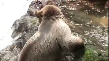 Le mec s'amuse à éclabousser un ours brun.... WHAT?????