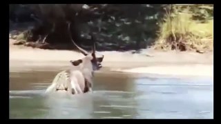 Most Amazing Crocodile Attacks Deer Compilation - Wild Animals Attack - Animal Attack