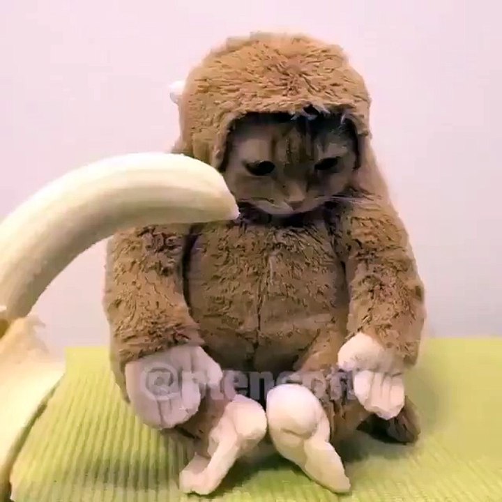 SUPER CUTE CAT (VERY CUTE) !!