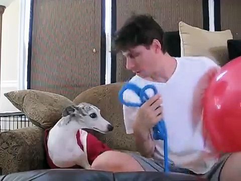 Mentre i padroni sono in vacanza il dog sitter filma questa fantastica scena...