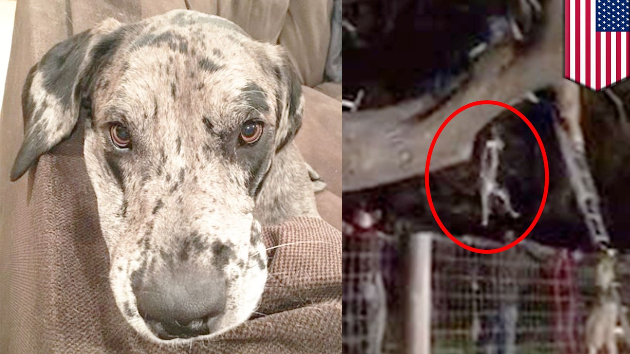 Great Dane stuck in a tree rescued by Nebraska firefighters — seriously!