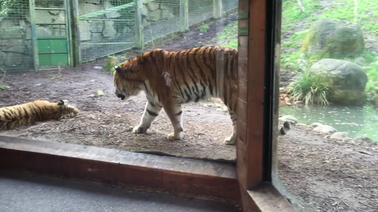 Il ne faut pas réveiller un tigre qui dort profondément !