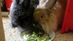 HAvi&Toffi eating lettuce