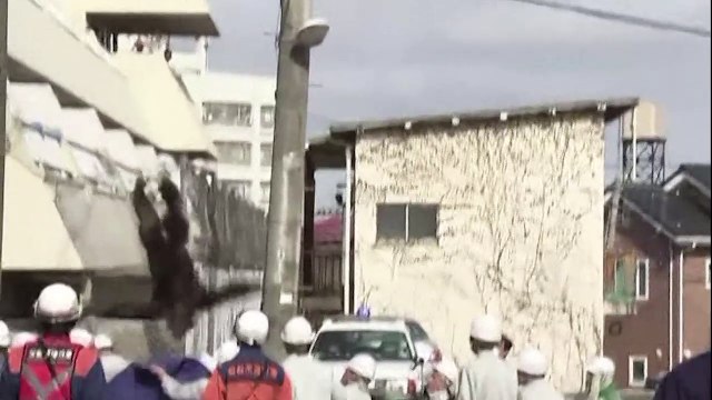 Ce chimpanzé prend les fils électriques pour des lianes