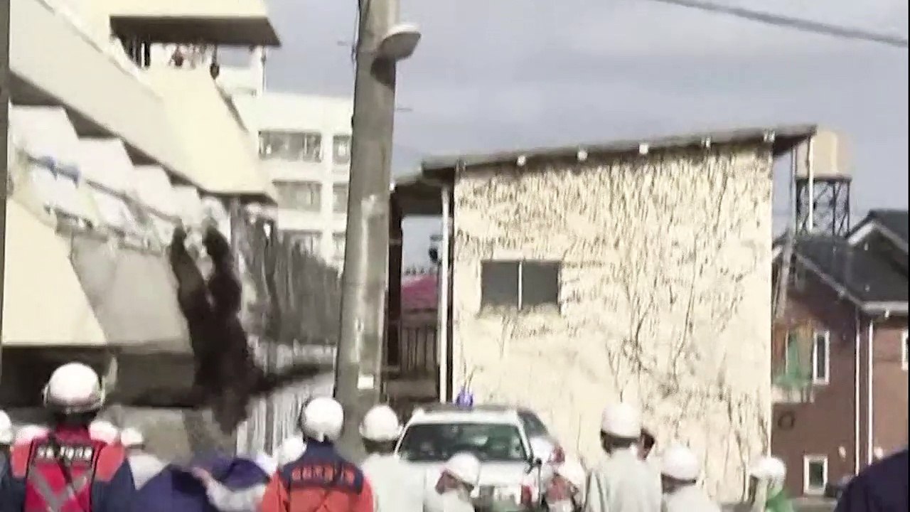 Ce chimpanzé prend les fils électriques pour des lianes