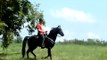 Awesome Head-Shaking Black Tennessee Walking Horse Gelding For Sale -- A Real Walking Mo-Sheen!