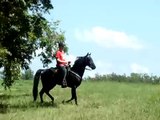Awesome Head-Shaking Black Tennessee Walking Horse Gelding For Sale -- A Real Walking Mo-Sheen!