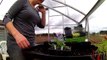 Ep25: Transplanting tomatoes & cucumbers * ALLOTMENT GARDEN HAPPINESS