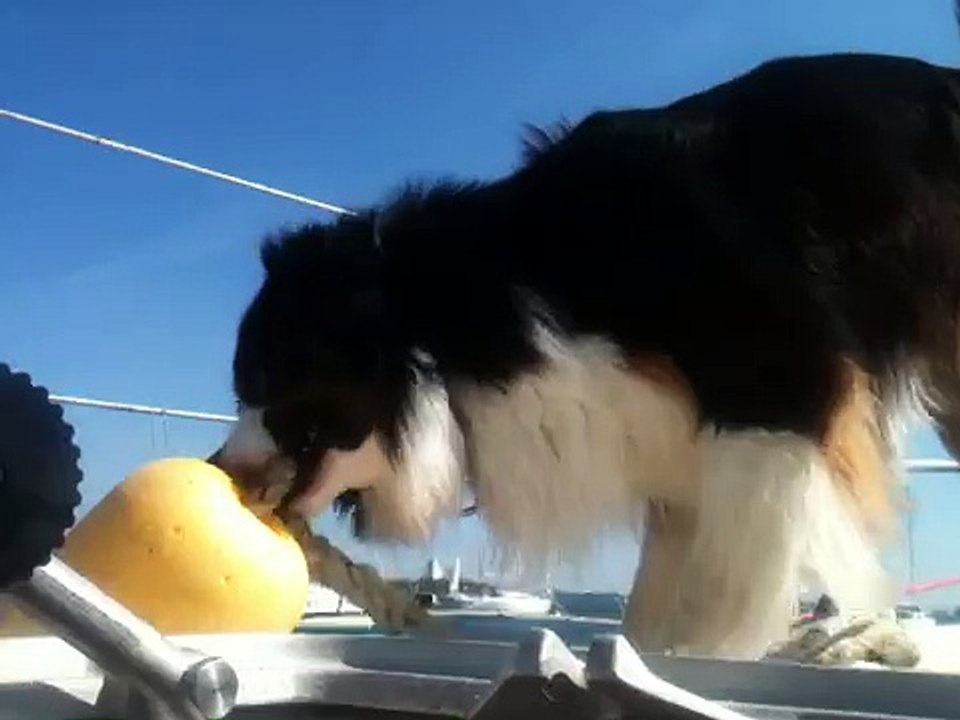 Corto, berger australien à bord de Tahaa