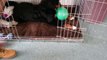 Berner Sennen puppy Kenzy met ballon